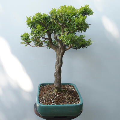 Outdoor bonsai - Boxwood - 4