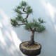 Outdoor bonsai - Pinus sylvestris Watereri - Scots Pine - 4/5