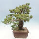 Outdoor bonsai - Pinus parviflora - small-flowered pine - 4/5