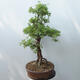Outdoor bonsai - Cinquefoil - Potentila fruticosa yellow - 4/5