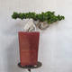 Room bonsai - Ficus nitida - small ficus - 4/5