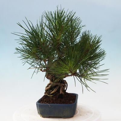 Outdoor bonsai - Pinus thunbergii - Thunbergia pine - 4