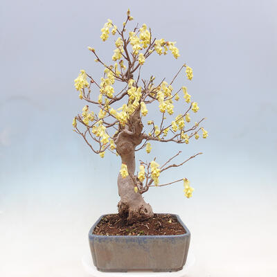 Outdoor bonsai - Hazelnut - Corylopsis Spicata - 4