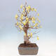 Outdoor bonsai - Hazelnut - Corylopsis Spicata - 4/7