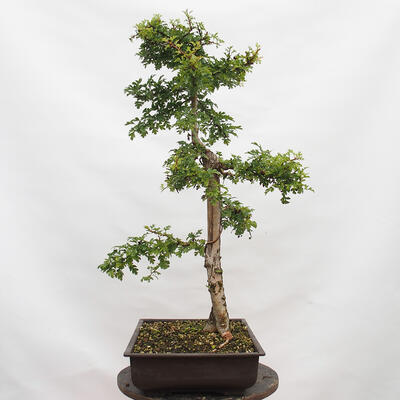 Outdoor bonsai - Hawthorn - Crataegus monogyna - 4