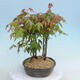 Acer palmatum - Maple - grove - 4/4