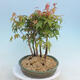 Acer palmatum - Maple - grove - 4/4