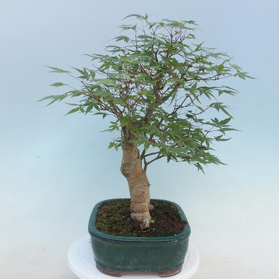 Acer palmatum - Palm Maple - 4