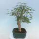 Acer palmatum - Palm Maple - 4/5