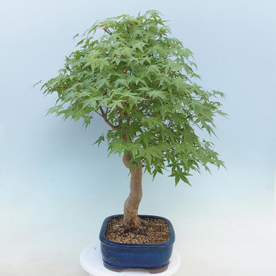 Acer palmatum - Palm Maple - 4