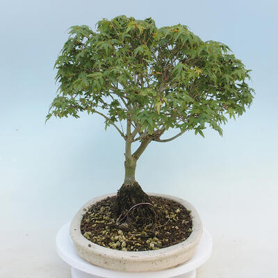 Acer palmatum KIOHIME - Palm Maple - 4