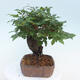 Outdoor bonsai -Carpinus CARPINOIDES - Korean Hornbeam - 4/5