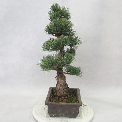 Outdoor bonsai - Pinus parviflora - Small-flowered pine - 4