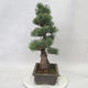 Outdoor bonsai - Pinus parviflora - Small-flowered pine - 4/4