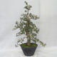 Outdoor bonsai - Hawthorn pink flowers - Crataegus laevigata paul´s Scarlet - 4/7