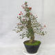 Outdoor bonsai - Hawthorn white flowers - Crataegus laevigata - 4/6