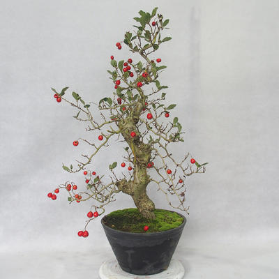 Outdoor bonsai - Hawthorn white flowers - Crataegus laevigata - 4