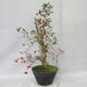 Outdoor bonsai - Hawthorn white flowers - Crataegus laevigata - 4/6