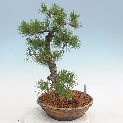 Outdoor bonsai - Pinus sylvestris - Scots pine - 4