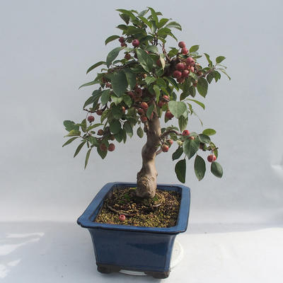 Bonsai im Freien - Malus halliana - Apfelbaum mit kleinen Früchten - 4