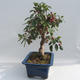 Bonsai im Freien - Malus halliana - Apfelbaum mit kleinen Früchten - 4/6