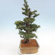 Outdoor bonsai - Taxus bacata - Red yew - 4/5