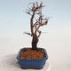 Outdoor bonsai-Cinquefoil - Potentila fruticosa yellow - 4/5