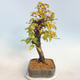 Outdoor bonsai -Carpinus betulus - Hornbeam - 4/5