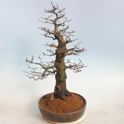 Outdoor bonsai -Carpinus betulus - Hornbeam - 4