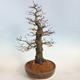 Outdoor bonsai -Carpinus betulus - Hornbeam - 4/5