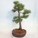 Outdoor bonsai - Pinus sylvestris - Scots pine - 4/5