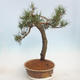 Outdoor bonsai - Pinus sylvestris - Scots pine - 4/5