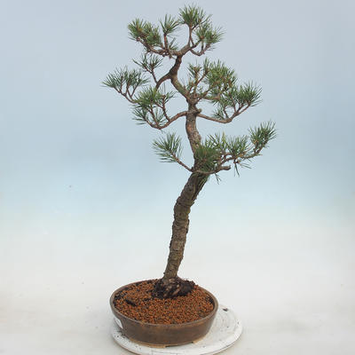 Outdoor bonsai - Pinus sylvestris - Scots Pine - 4