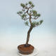 Outdoor bonsai - Pinus sylvestris - Scots Pine - 4/5