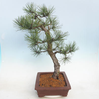 Outdoor bonsai - Pinus Nigra - Black pine - 4