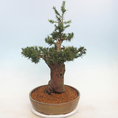 Outdoor bonsai - Taxus bacata - Red yew - 4