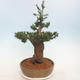 Outdoor bonsai - Taxus bacata - Red yew - 4/5