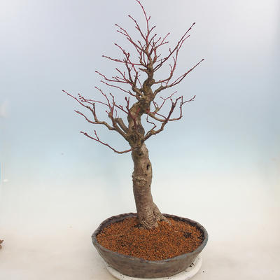 Outdoor bonsai - Small-leaved lime - Tilia cordata - 4