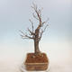 Outdoor bonsai - Small-leaved lime - Tilia cordata - 4/5