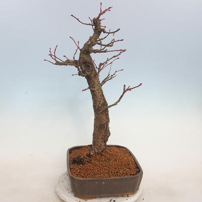 Outdoor bonsai - Small-leaved lime - Tilia cordata - 4