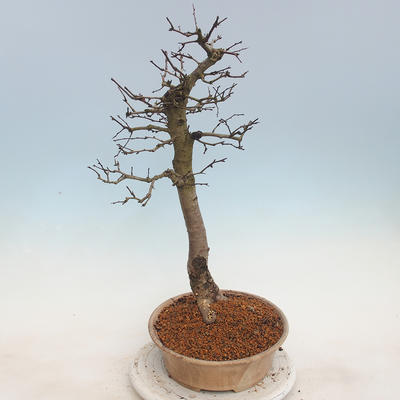 Outdoor bonsai - Hawthorn - 4