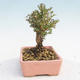Outdoor bonsai-Lonicera nitida -Zimolez - 4/4