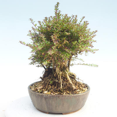 Outdoor bonsai-Lonicera nitida -Zimolez - 4