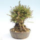 Outdoor bonsai-Lonicera nitida -Zimolez - 4/5