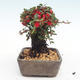 Outdoor bonsai-Cotoneaster - Rock Garden - 4/5