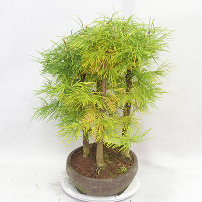 Outdoor bonsai - Pseudolarix amabilis - Pamodřín - grove of 5 trees - 4