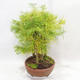 Outdoor bonsai - Pseudolarix amabilis - Pamodřín - grove of 5 trees - 4/5
