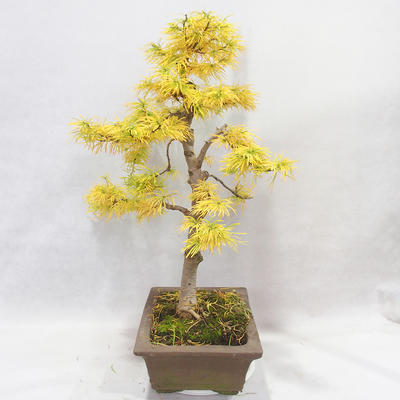 Outdoor bonsai - Pseudolarix amabilis - Pamodřín - 4