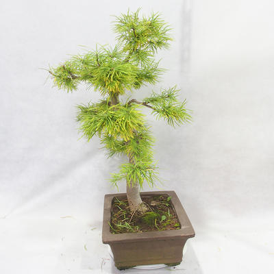 Outdoor bonsai - Pseudolarix amabilis - Pamodřín - 4