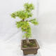 Outdoor bonsai - Pseudolarix amabilis - Pamodřín - 4/6